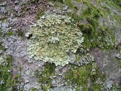 fontainebleau forest rock climbing france lichen
