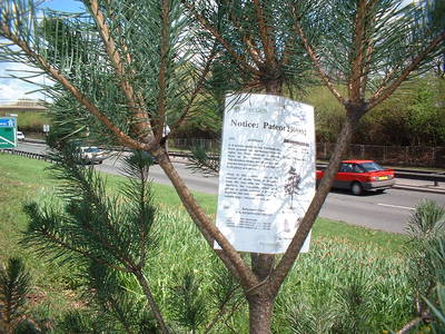 tree patent fly poster graffiti bristol