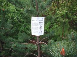 tree patent poster01