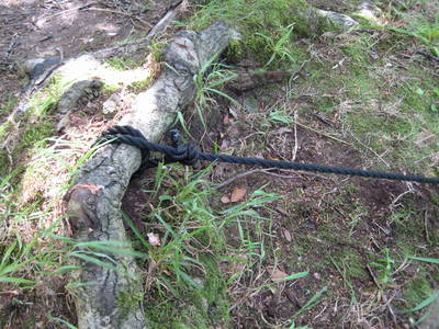 tree root snuff mills bristol river crossing tree root snuff mills bristol river crossing