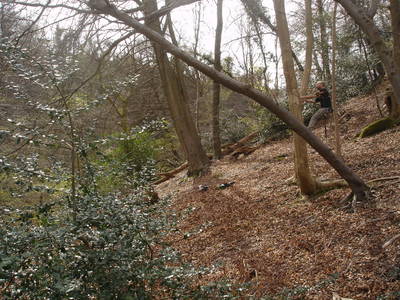 tree rope swing heath bunting nightingale valley leigh woods slope bristol