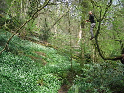 tree rope swing heath bunting paradise bottom arboretum ravine leigh woods bristol