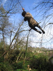 tree rope swing james kennard paradise bottom arboretum ravine leigh woods bristol