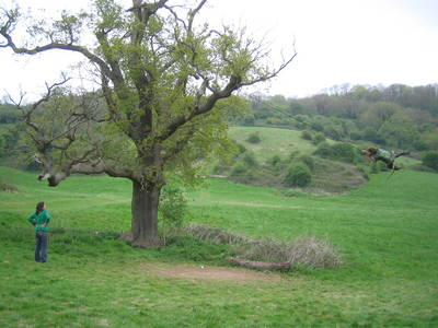 tree rope swing james kennard purdown stoke park bristol
