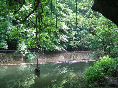 tree rope swing river frome oldbury court estate bristol