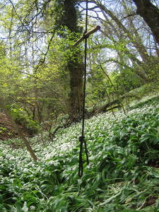 tree rope swing stick seat paradise bottom arboretum ravine leigh woods bristol