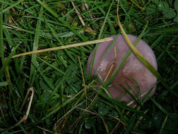 mushroom unknown