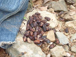 pine nuts montseny