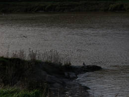 river bank ducks