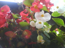  flower arangement