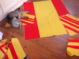 cutting flags cat
