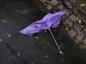 umbrella harvesting bristol