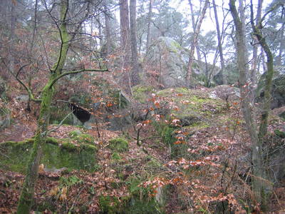 fontainebleau forest