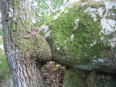 fontainebleau forest rock climbing france suck