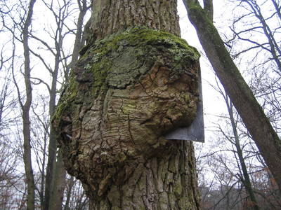 fontainebleau forest tree sign