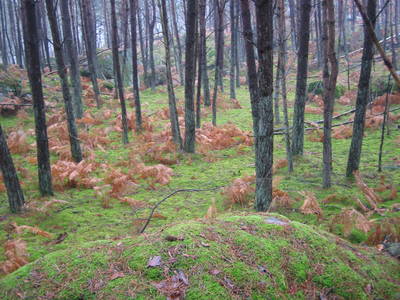 fontainebleau foret