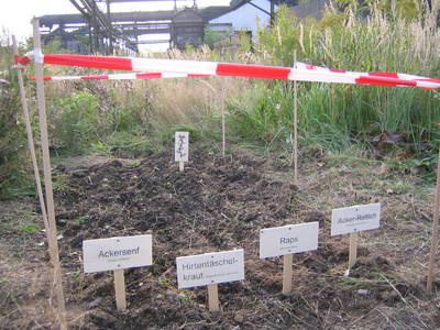 dortmund superweed workshop  completed plantation