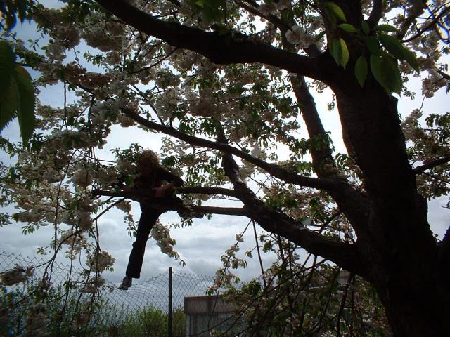 push fence to mount tree