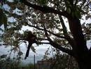 push fence to mount tree