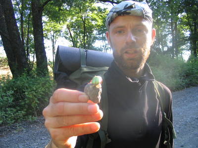 heath bunting beetle chile