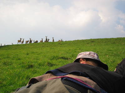 heath bunting sleeping ashton court bristol deer park