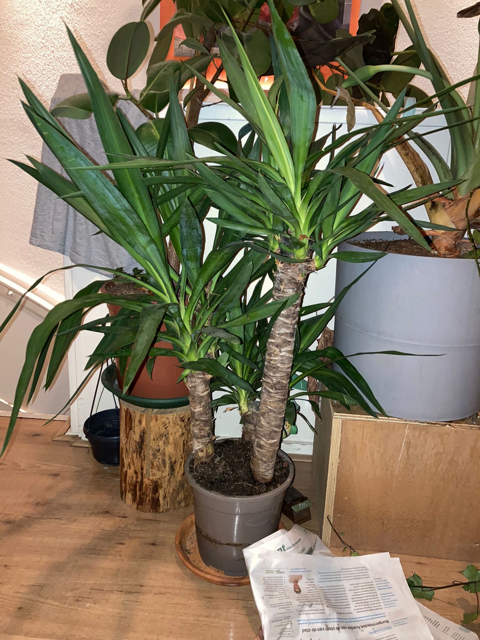 tofu no money hand shake