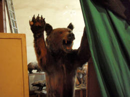 agro museum bear