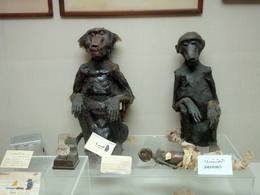 agro museum monkeys