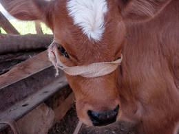 dahab small cow