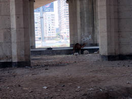 dahab under bridge camel