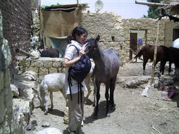 fayum horse ride