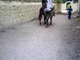 fayum horse ride