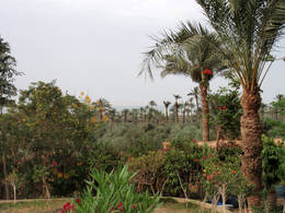 fayum vegetation