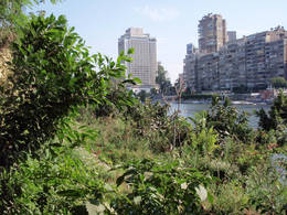 nile corniche