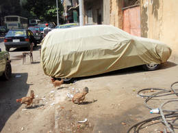 veiled car chickens