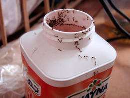 yoghurt ants