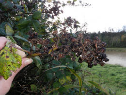 dried berries