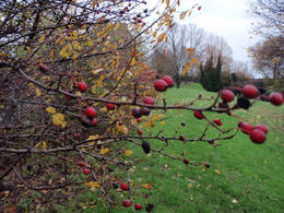 howthorn