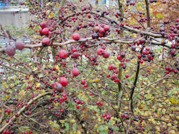howthorn