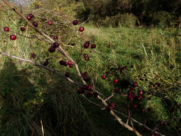 howthorn