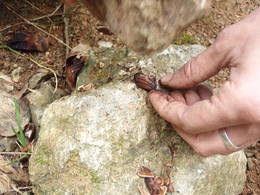 pine nuts montseny