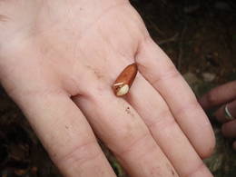 pine nuts montseny