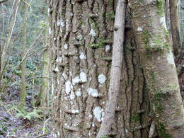 raro corcho arbol