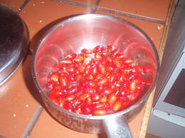 rosehip