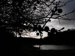 sloes