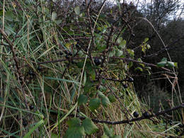 sloes