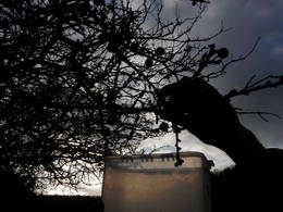sloes picking