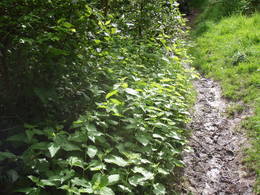 stinging nettle