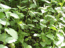 stinging nettle