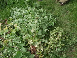 stinging nettle